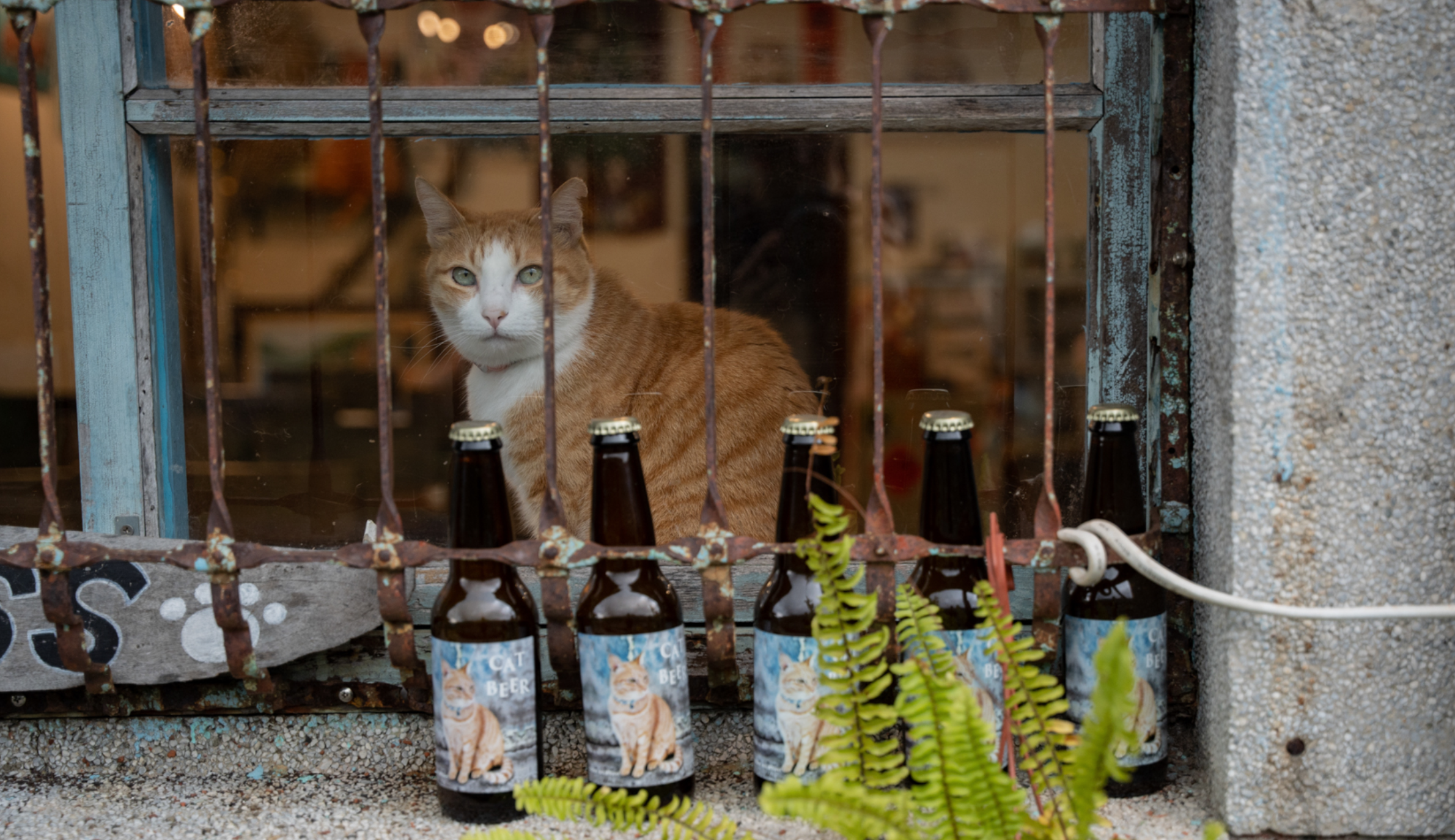 Amantes de los gatos impulsan turismo en pueblo minero de Taiwán